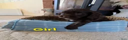 Cockapoo dogs for sale: Beautiful cockapoo puppies   - Advert 17