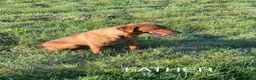 Labrador Retriever dogs for sale: Beautiful fox red Labrador puppies for sale in Gloucester - Advert 6
