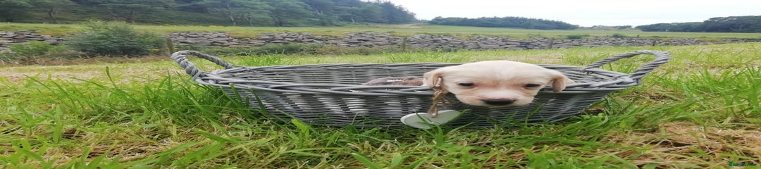 Cockerdor Puppy 3