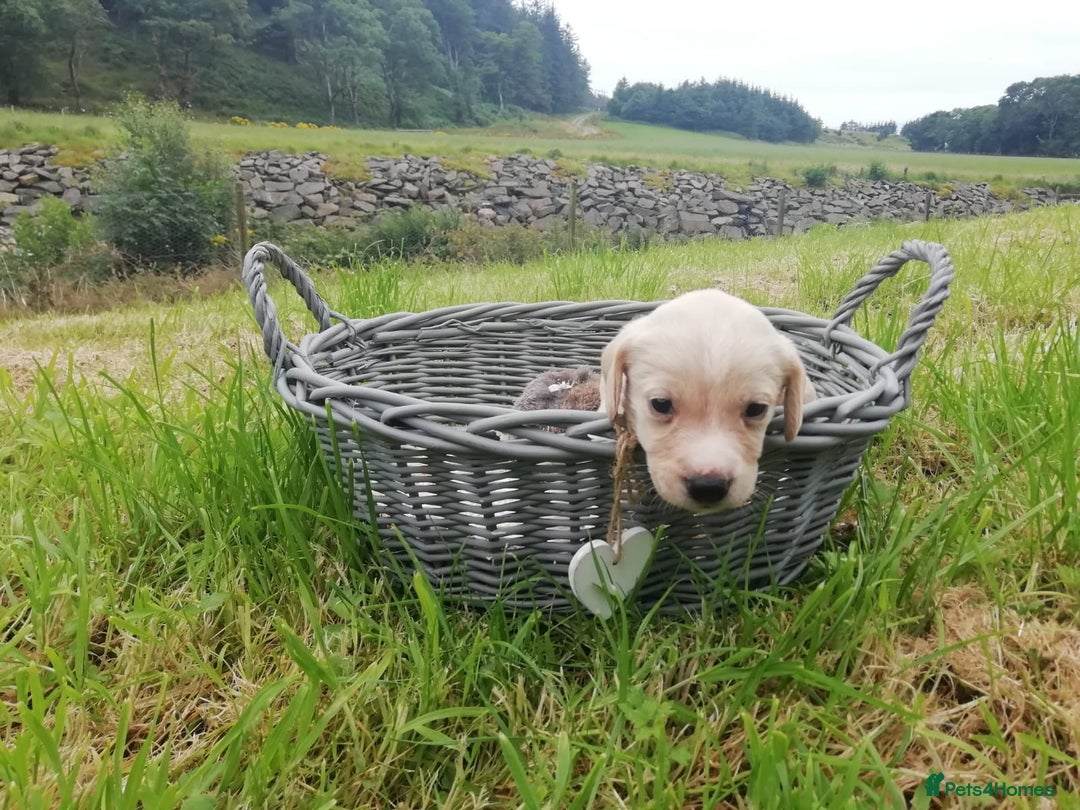 Cockerdor dogs for sale: Gorgeous cockador Puppies - Image 11