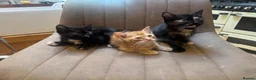 Mixed Breed cats for sale: Cute fuzzy kittens  - Advert 3