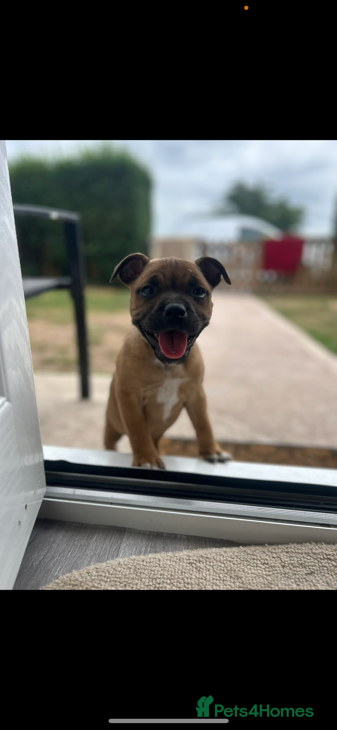 Staffordshire Bull Terrier dogs for sale: Outstanding boys ✨ - Advert 10