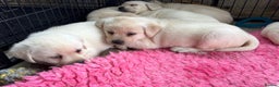 Labrador Retriever dogs for sale: Ready To Leave, 12 Weeks Old & Fully Vaccinated - Advert 12