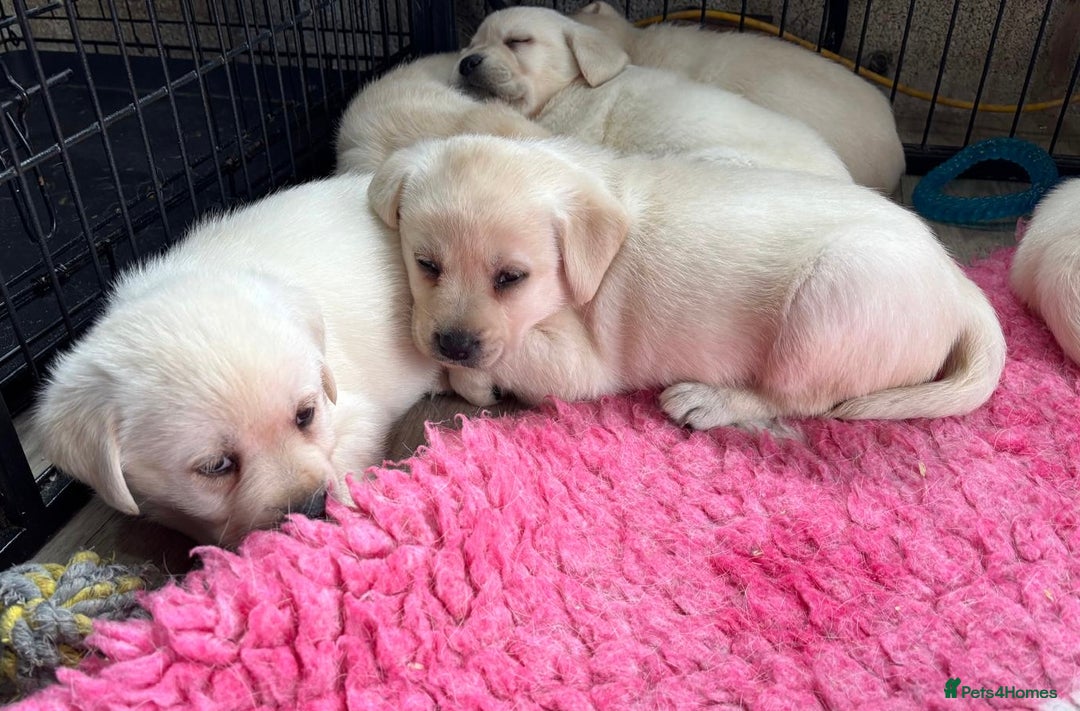 Labrador Retriever dogs for sale: Beautiful Labrador Puppies - Image 6
