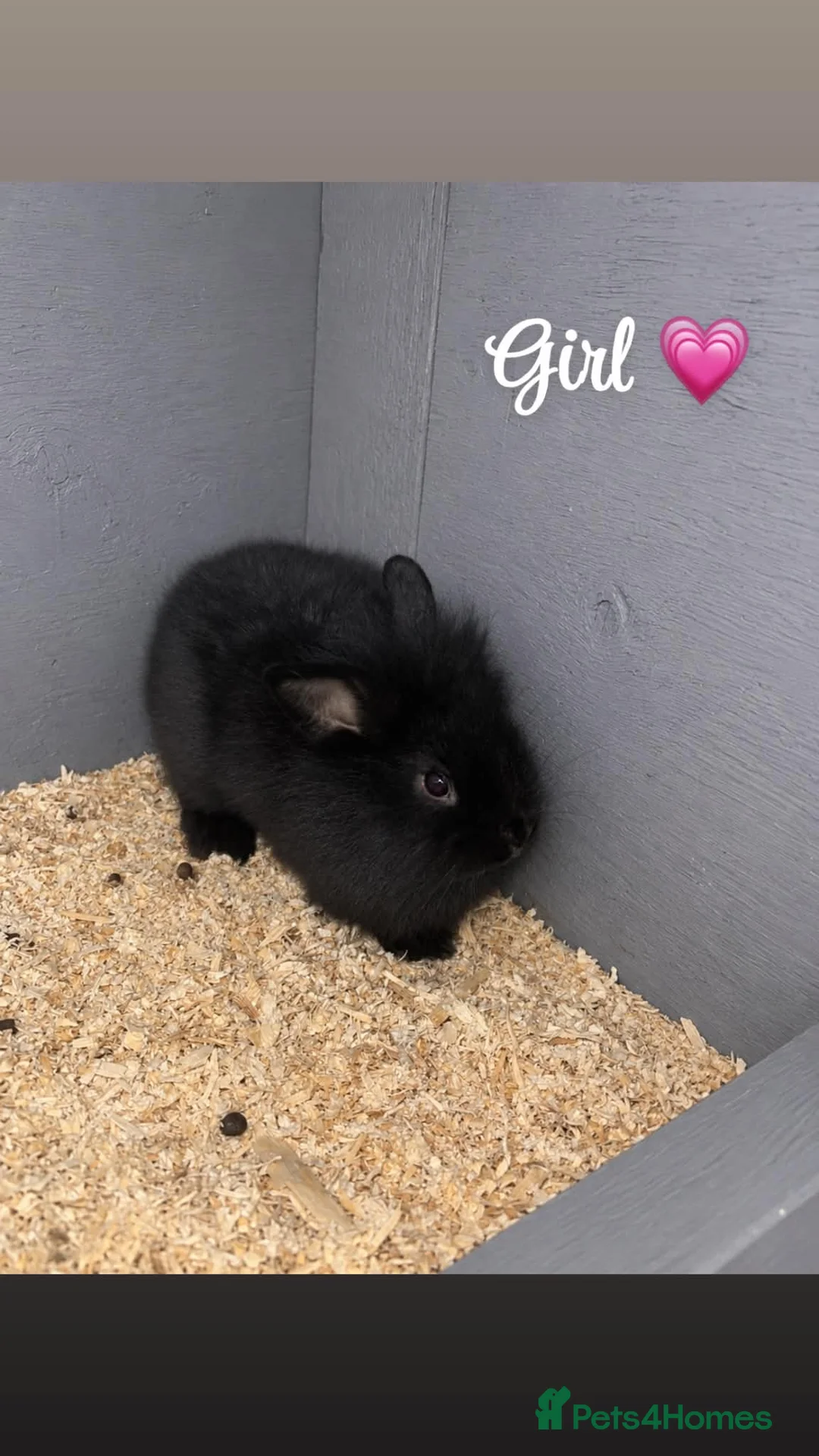 Mixed Breed rabbits for sale: Mini lop and lion head rabbits for sale - Advert 1