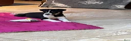 Australian Shepherd dogs for sale: Boys and girls available  - Advert 4