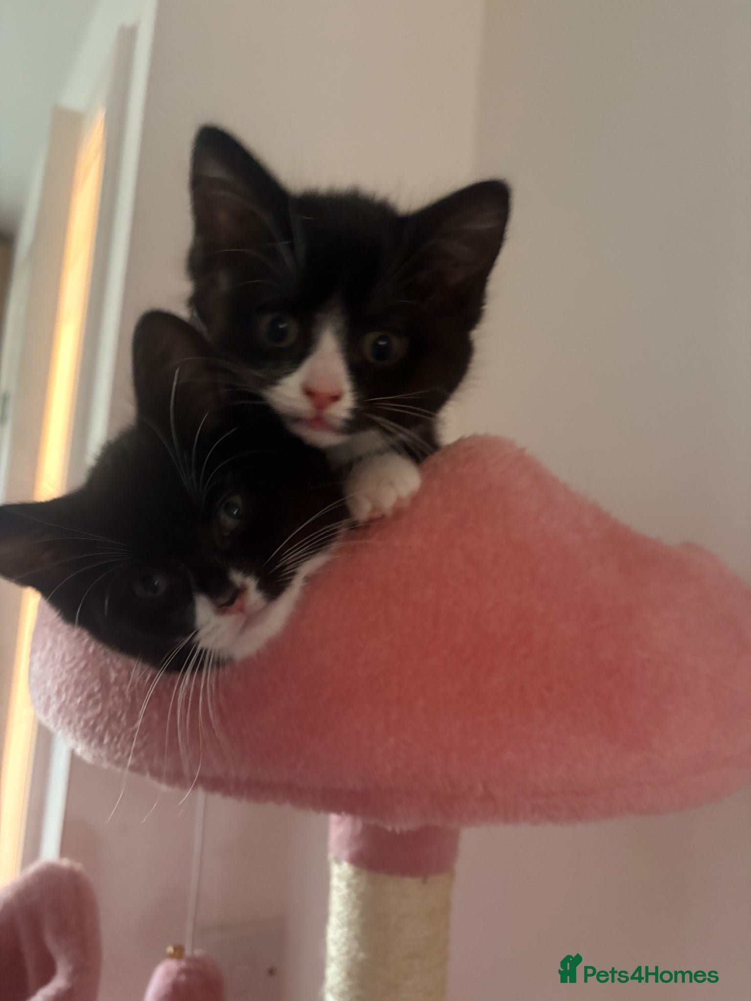 American Shorthair cats Two beautiful girlys - Advert 2