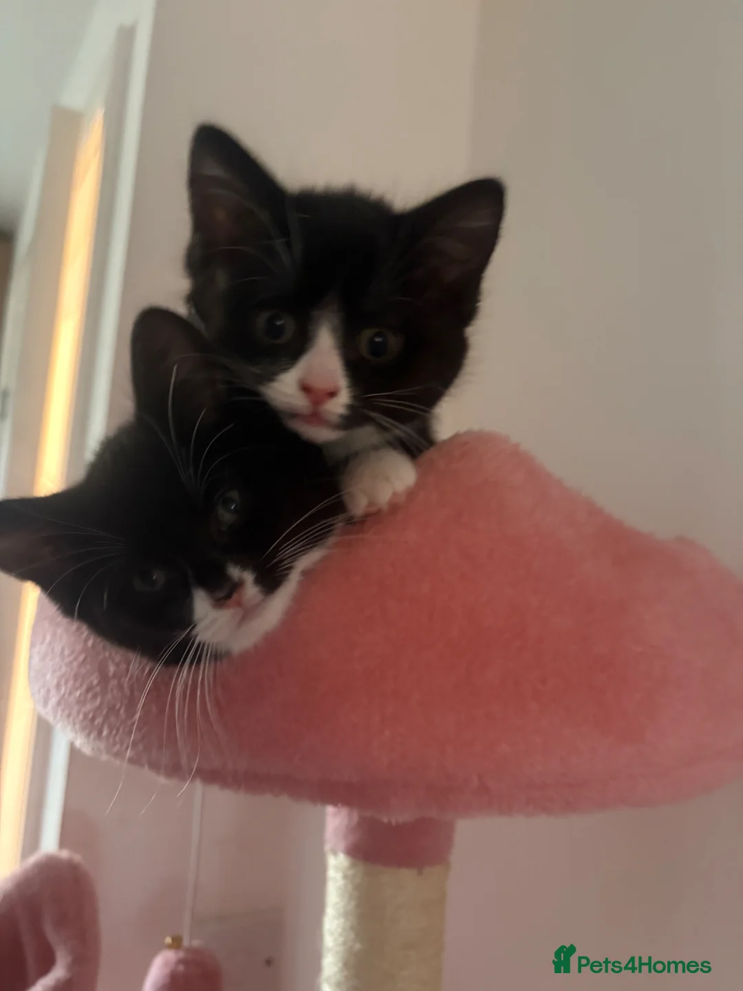 American Shorthair cats for sale: Two beautiful girlys in Brackley - Advert 1