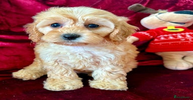Maltipoo dogs - Advert 8