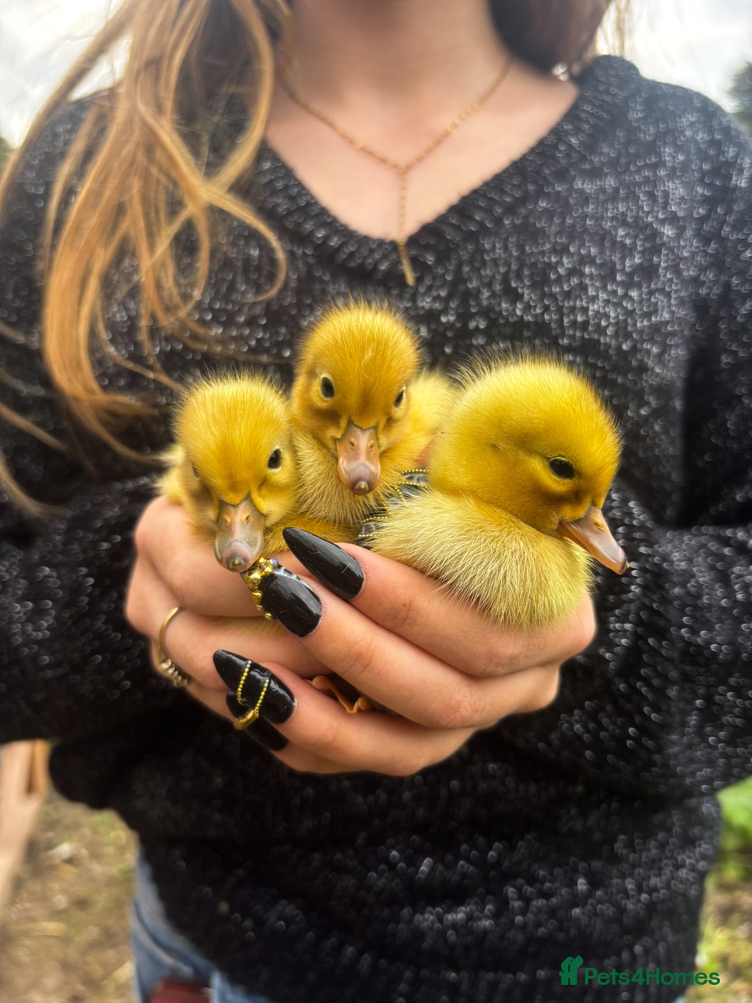 Mixed Breed birds for sale: Welsh harlequins  - Image 1