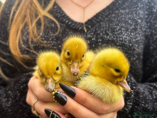 Mixed Breed birds - Advert 18