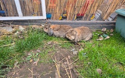 Mini Lop rabbits for sale: 2 male mini lops rabbits for sale  - Image 5