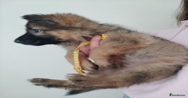 German Shepherd dogs - Advert 15