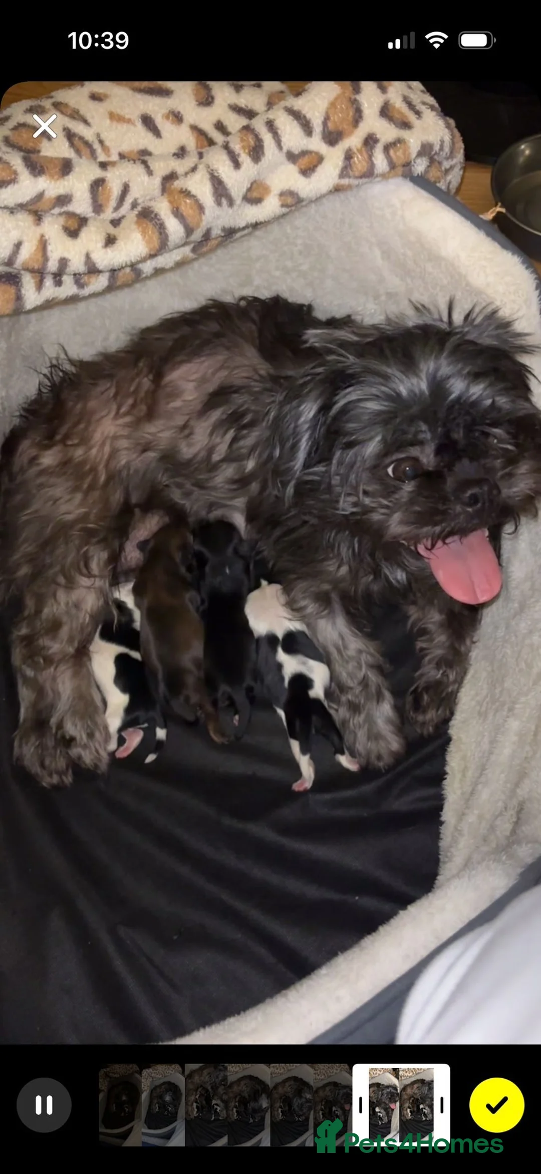 Shih Tzu dogs for sale: Shih Tzu puppies for sale  in Luton - Advert 1