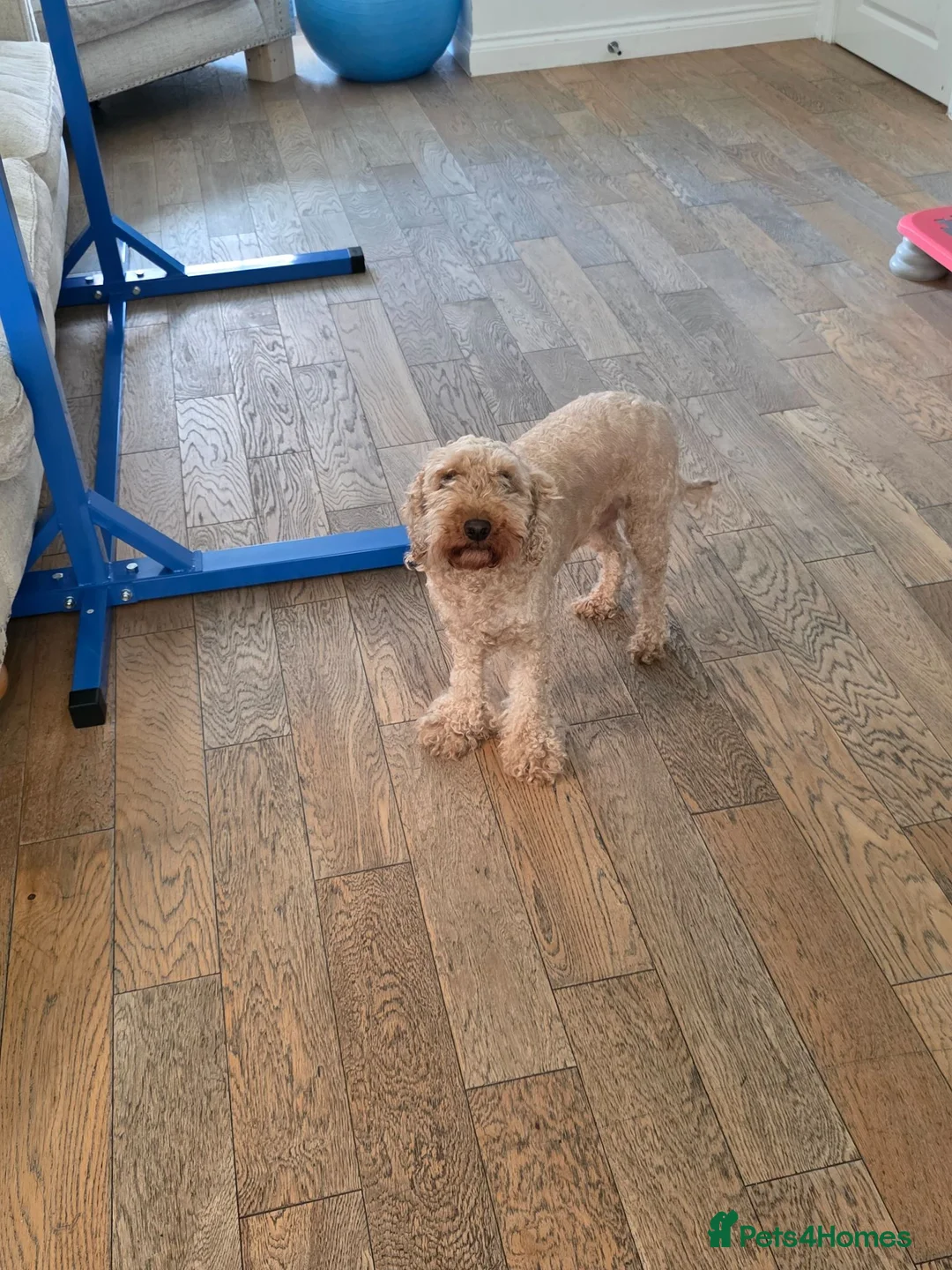 Cavapoo dogs for sale: Beautiful Mabel - Advert 5