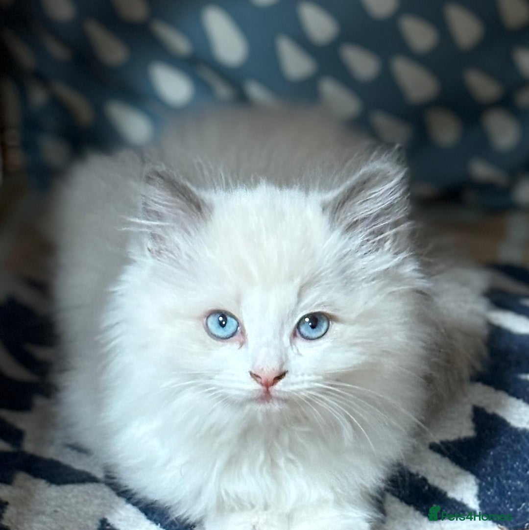 Ragdoll cats for sale: 5 Beautiful Ragdoll Kittens  - Image 25