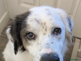 Mixed Breed dogs Ned needs someone to believe in him 💙 - Advert 3