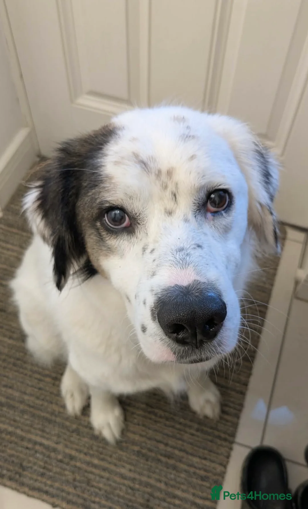 Mixed Breed dogs for adoption: Ned needs someone to believe in him 💙 - Advert 2