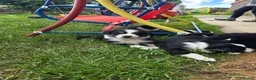 Border Collie dogs for sale: Two beautiful boys available boarder collie pups - Advert 9