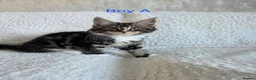 Maine Coon cats for sale: Maine Coon X Kittens in Bolton - Advert 2