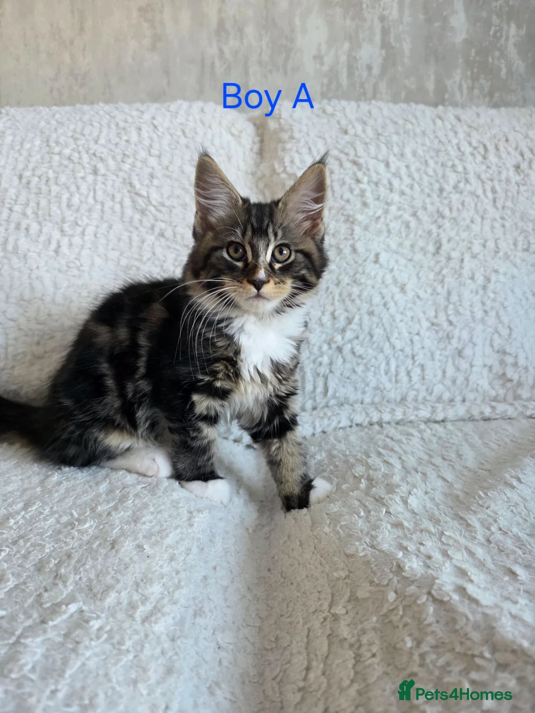 Maine Coon cats for sale: Maine Coon X Kittens in Bolton - Advert 2