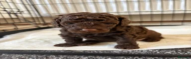 Toy Poodle 2