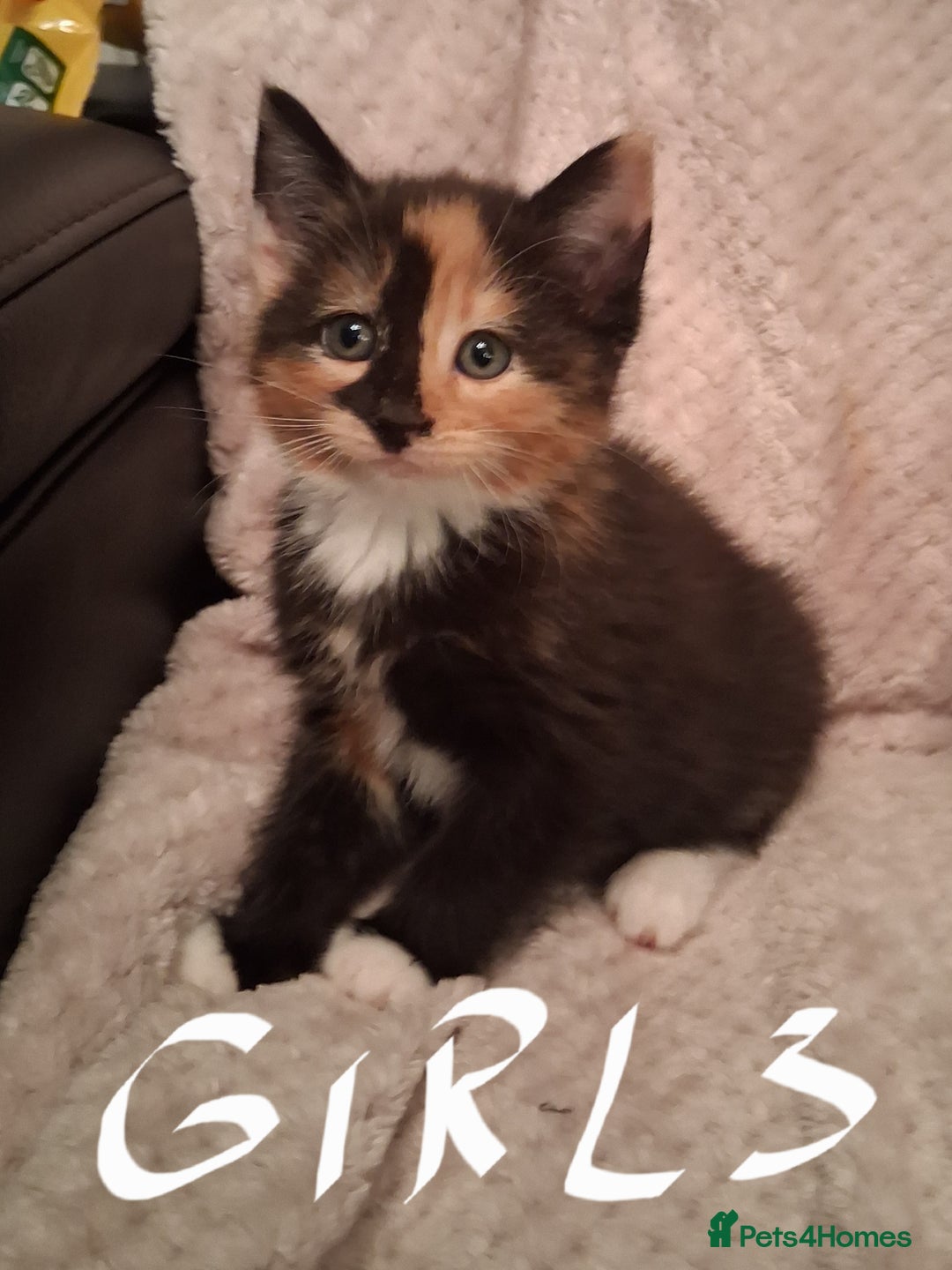 Maine Coon cats for sale: Beautiful Maine Coon kittens  - Advert 21