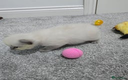 Ragdoll cats for sale: 💙 BLUEPOINT RAGDOLL BOY FOR SALE 💙 - Image 10