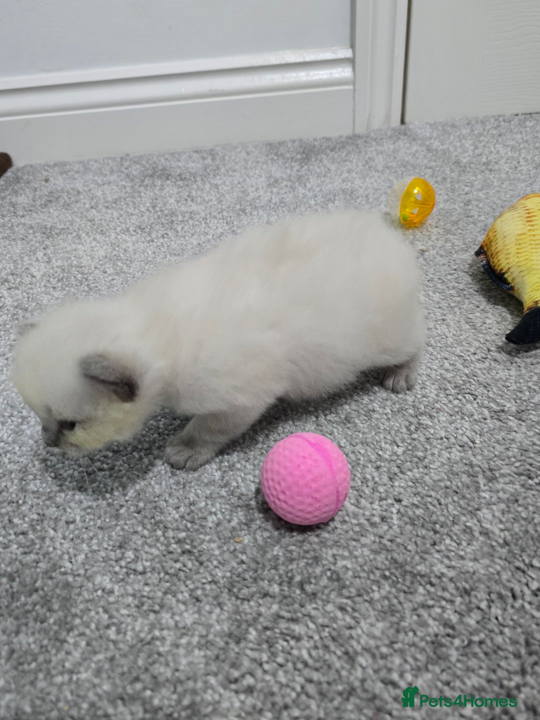 Ragdoll cats for sale: 💙 BLUEPOINT RAGDOLL BOY FOR SALE 💙 - Image 10
