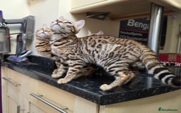 Bengal cats for sale:  Outstanding Quality Bengal kittens ready to leave - Image 3