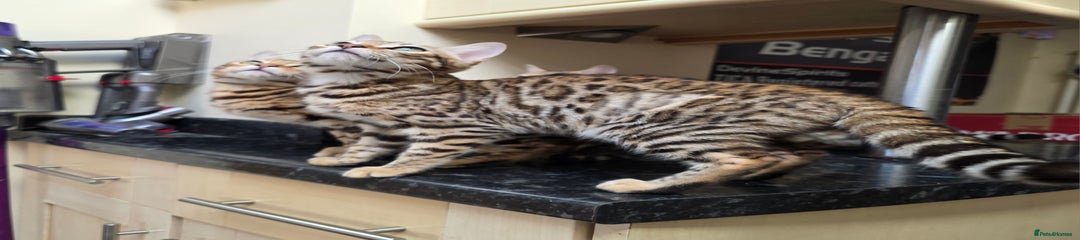 Bengal Kitten 3