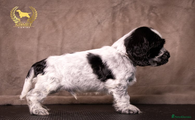Cocker Spaniel dogs - Advert 3