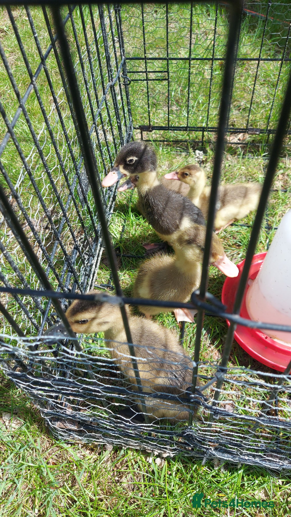 Ducks poultry Runner Ducklings-unsexed - Advert 15