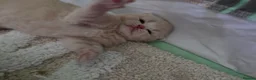 British Shorthair cats for sale: GCCF CHAMPION BRITISH SHORTHAIR 🏆  - Advert 3