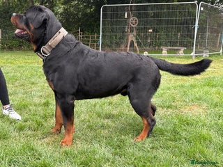 Rottweiler dogs in Redhill - Advert 10