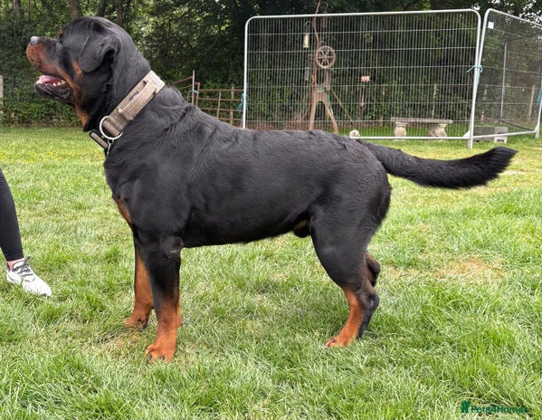 Rottweiler dogs in Redhill - Advert 1