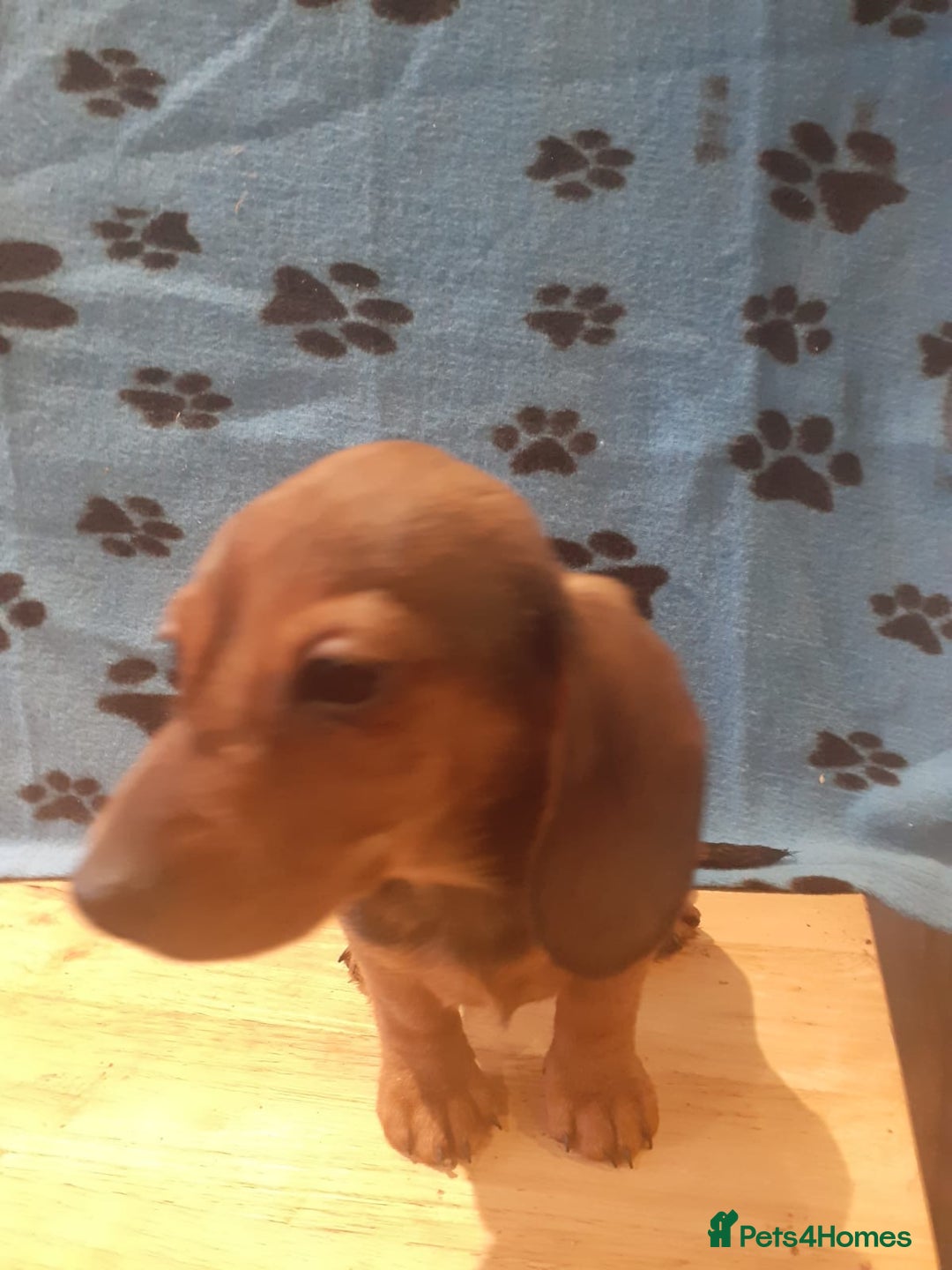 Miniature Dachshund dogs for sale: Gorgeous Miniature dachshund ready now - Advert 3