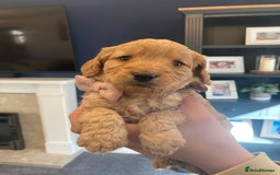 Cavapoo dogs for sale: F1B CAVAPOO PUPPIES  - Image 8