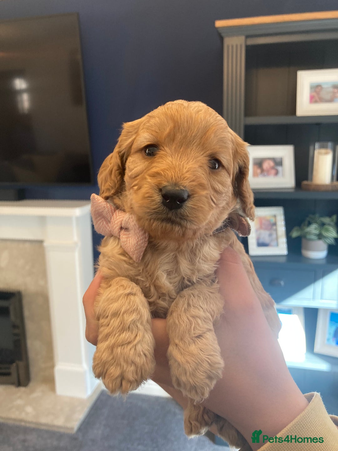 Cavapoo dogs for sale: F1B CAVAPOO PUPPIES  - Image 8