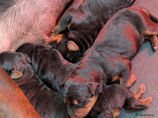 Mixed Breed dogs for sale - Advert 1