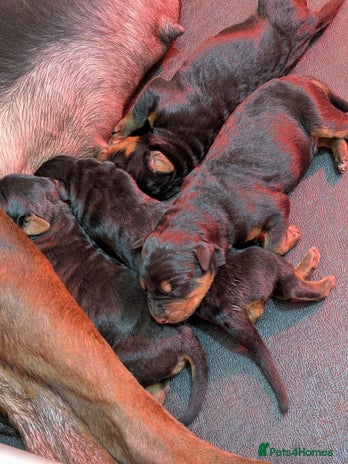 Mixed Breed dogs - Advert 2