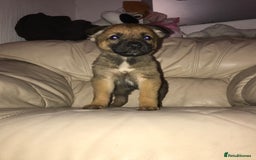 Belgian Shepherd Dog dogs for sale: Belgian Malinois puppy’s  - Image 29