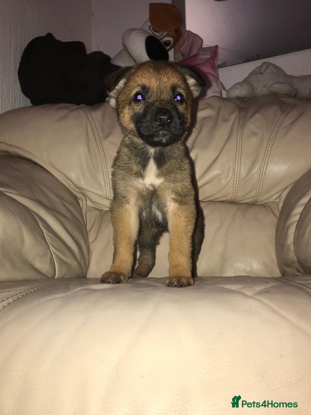 Belgian Shepherd Dog dogs for sale: Belgian Malinois puppy’s  - Image 29