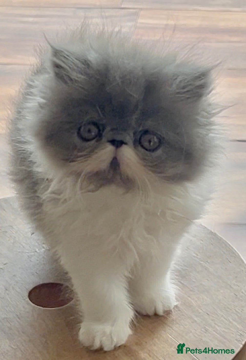 Persian cats 1 Pure Persian kitten grey/white bicolour girl - Advert 17