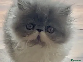 Persian cats 1 Pure Persian kitten grey/white bicolour girl - Advert 17
