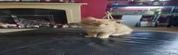 Mixed Breed cats for sale: Loving home wanted for 2 young cats  - Advert 2