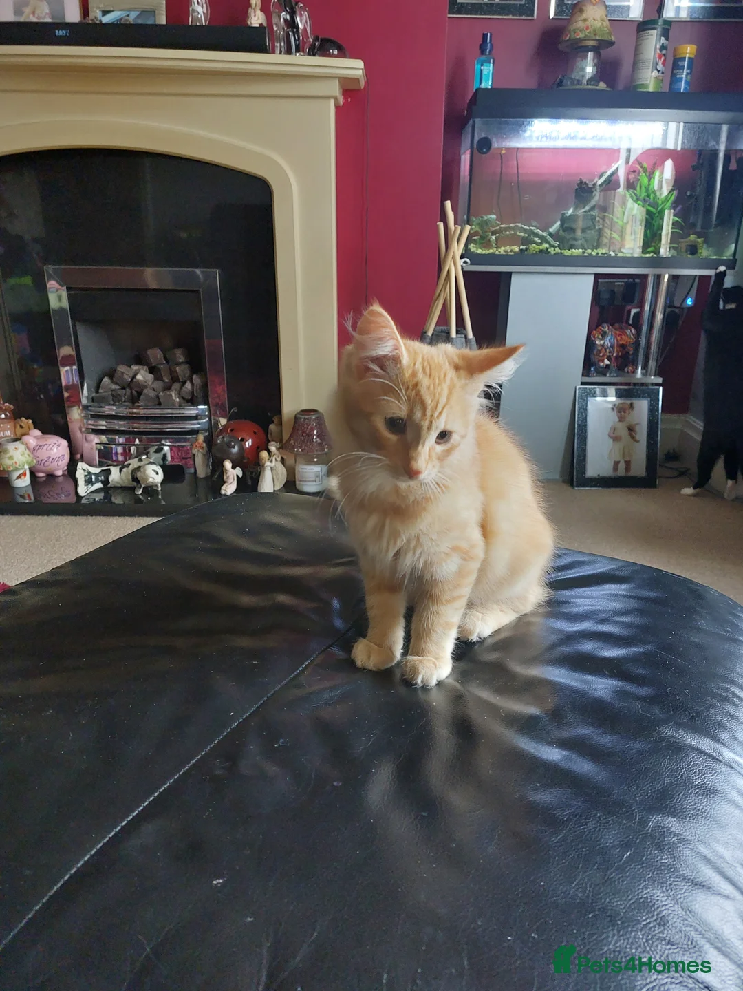 Mixed Breed cats for sale: Loving home wanted for 2 young cats  - Advert 2