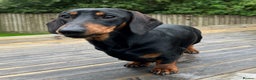 Miniature Dachshund dogs for stud: KC REGISTERED, STUNNING B & T MINIATURE DACHSHUND  in Carluke - Advert 2