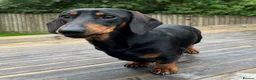 Miniature Dachshund dogs for stud: KC REGISTERED, STUNNING B & T MINIATURE DACHSHUND  in Carluke - Advert 2