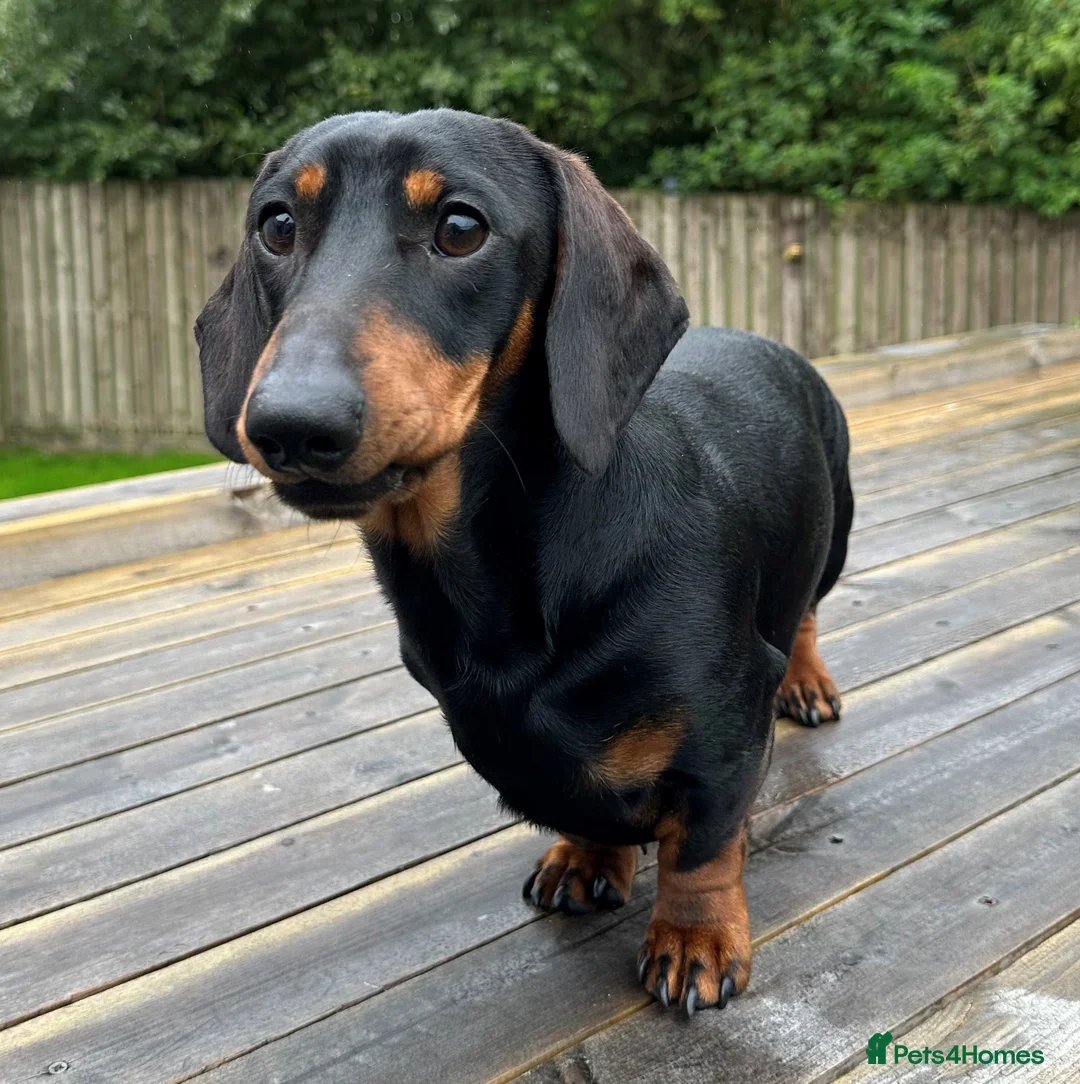 Miniature Dachshund dogs for stud: KC REGISTERED, STUNNING B & T MINIATURE DACHSHUND  in Carluke - Advert 2